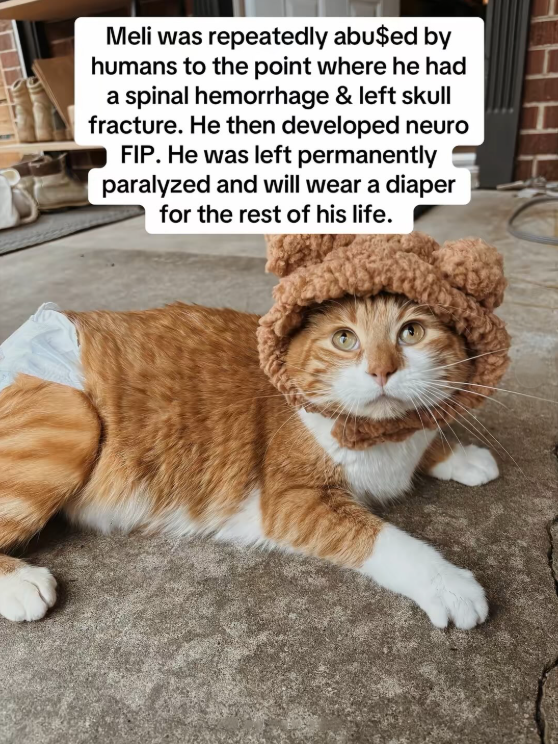 Meli was repeatedly abused by humans to the point where he had a spinal hemorrhage & left skull fracture. He then developed neuro FIP. He was left permanently paralyzed and will wear a diaper for the rest of his life.