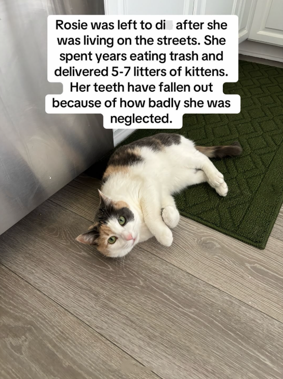 Rosie was left to di after she was living on the streets. She spent years eating trash and delivered 5-7 litters of kittens. Her teeth have fallen out because of how badly she was neglected.