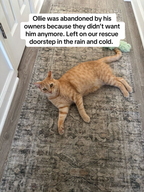 Ollie was abandoned by his owners because they didn't want him anymore. Left on our rescue doorstep in the rain and cold. 劉+