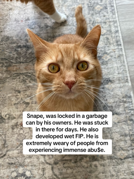 Snape, was locked in a garbage can by his owners. He was stuck in there for days. He also developed wet FIP. He is extremely weary of people from experiencing immense abu$e.