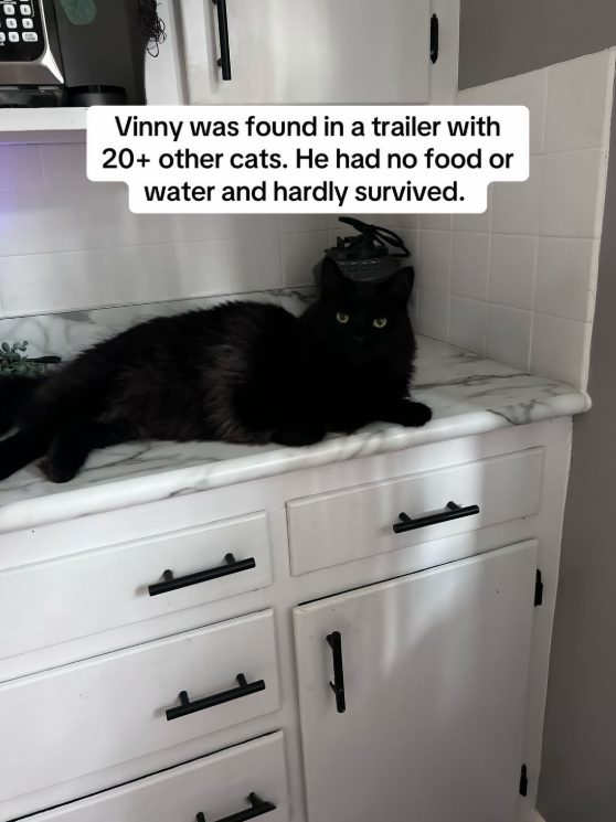 Vinny was found in a trailer with 20+ other cats. He had no food or water and hardly survived.