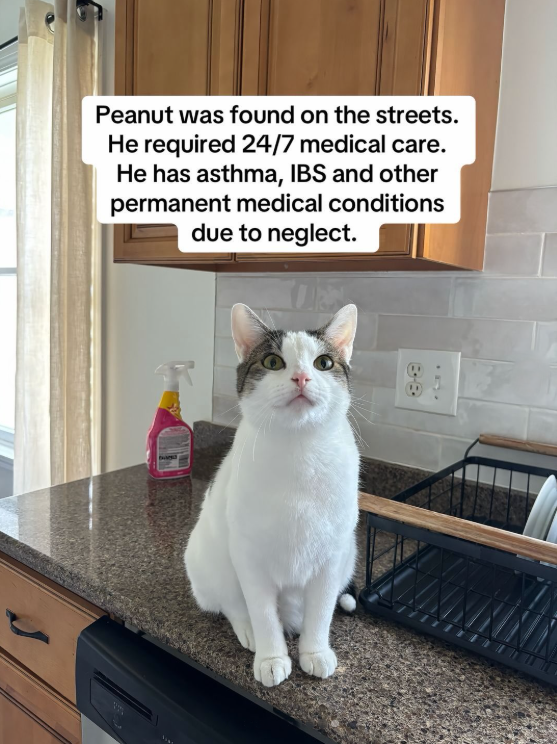 Peanut was found on the streets. He required 24/7 medical care. He has asthma, IBS and other permanent medical conditions due to neglect. 8-8