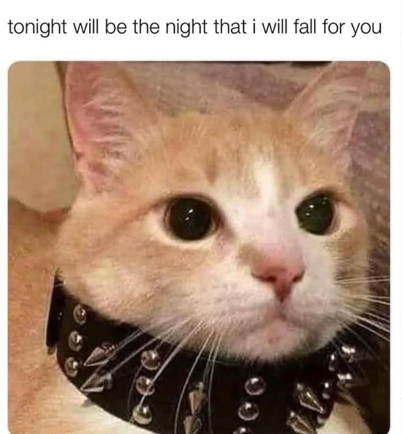 tonight will be the night that i will fall for you