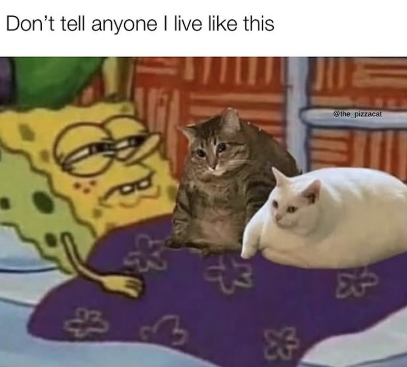 Don't tell anyone I live like this @the_pizzacat