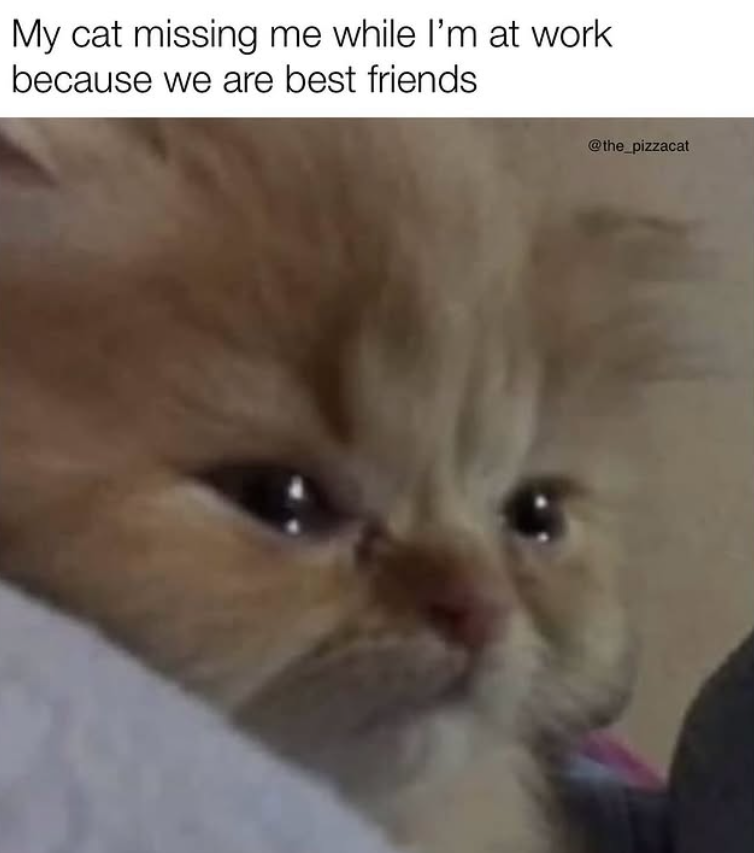 My cat missing me while I'm at work because we are best friends @the_pizzacat