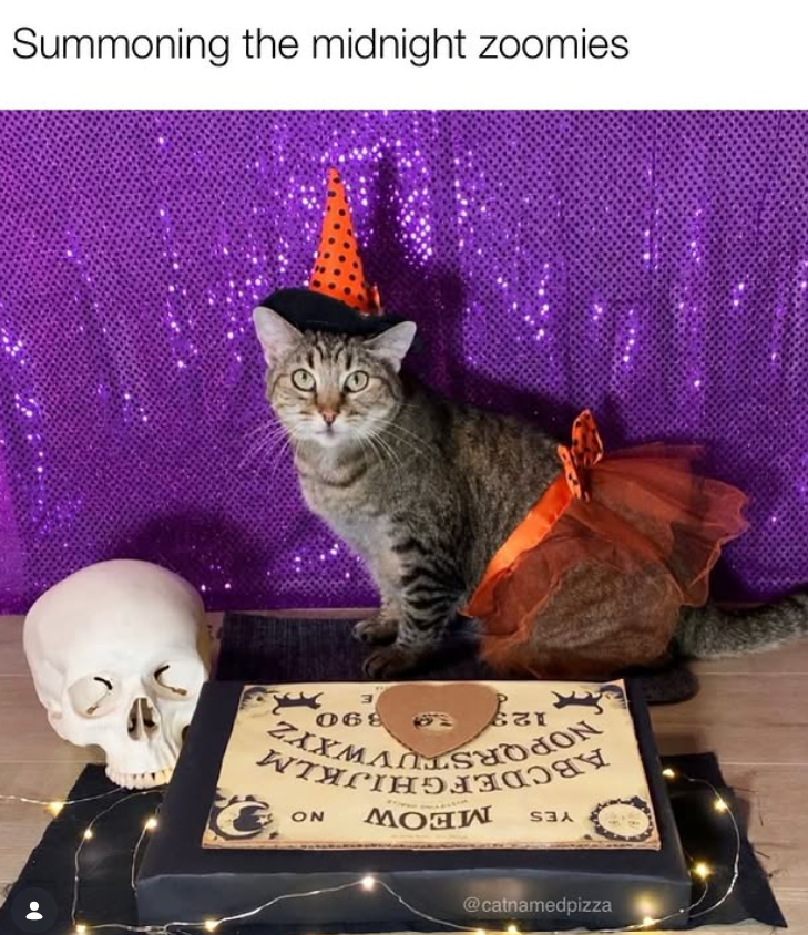 Summoning the midnight zoomies YES MEOW SON ABCDEFGHIJKLM NOPQRSTUVWXYZ 129 890 E @catnamedpizza