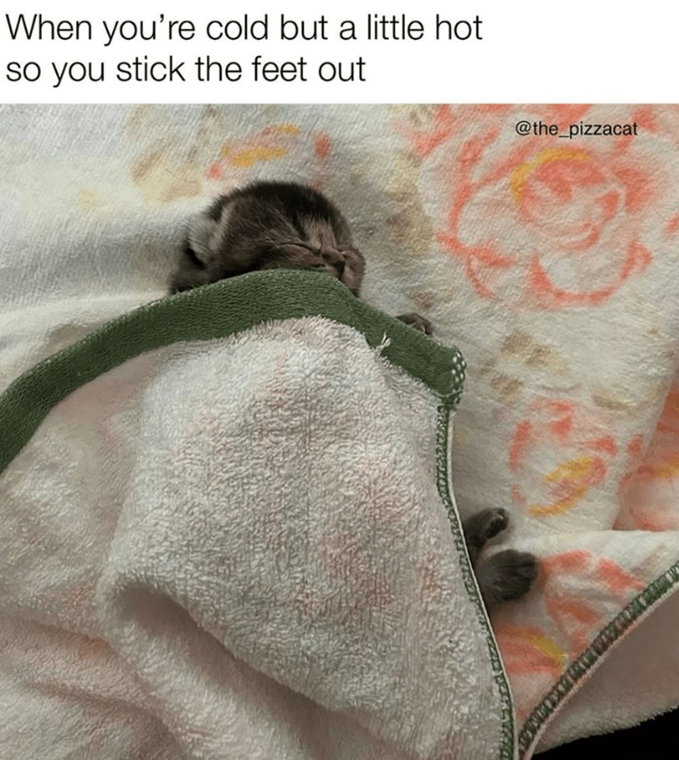 When you're cold but a little hot so you stick the feet out @the_pizzacat