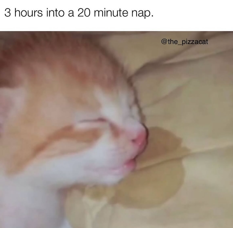 3 hours into a 20 minute nap. @the_pizzacat