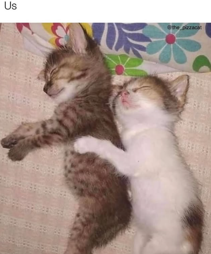 Us @the_pizzacat શ્રેણી