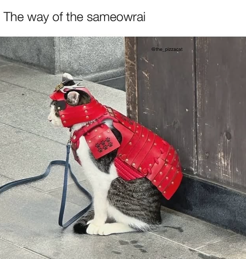 The way of the sameowrai @the_pizzacat