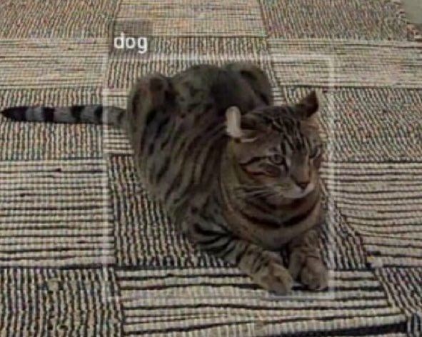dog