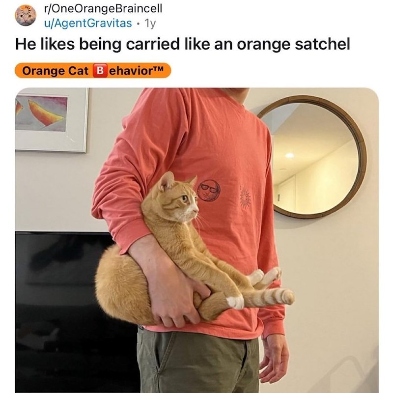 r/OneOrangeBraincell u/AgentGravitas • 1y He likes being carried like an orange satchel Orange Cat Behavior™