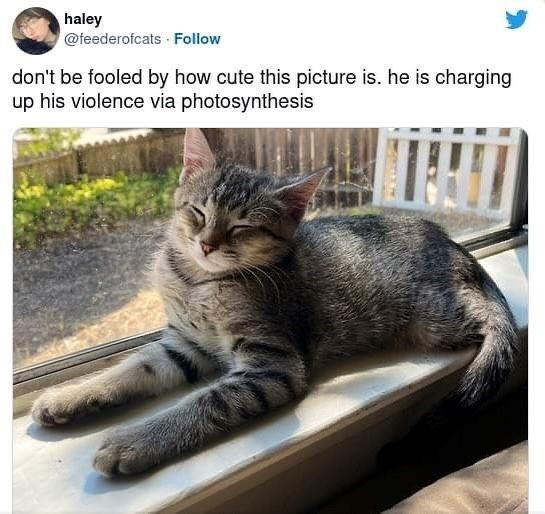 haley @feederofcats Follow don't be fooled by how cute this picture is. he is charging up his violence via photosynthesis
