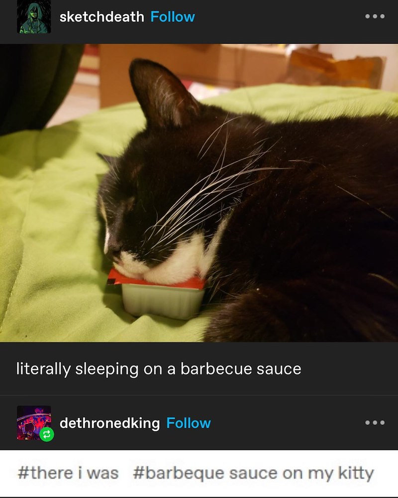 sketchdeath Follow literally sleeping on a barbecue sauce dethronedking Follow #there i was #barbeque sauce on my kitty