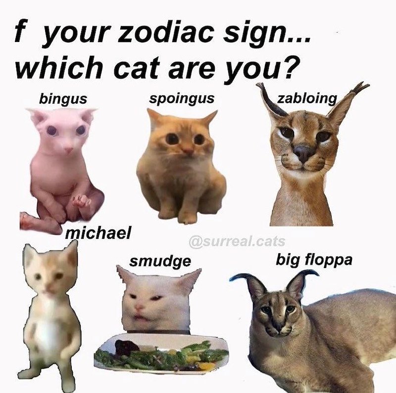 f your zodiac sign... which cat are you? bingus michael spoingus zabloing @surreal.cats smudge big floppa