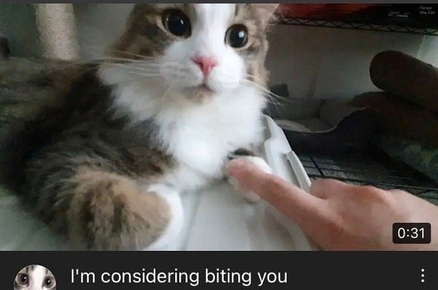 Forgs The Ce I'm considering biting you 0:31