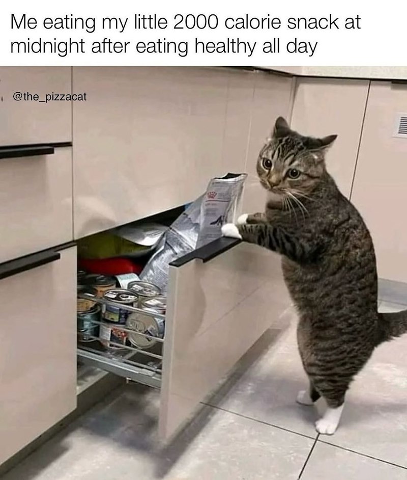 Me eating my little 2000 calorie snack at midnight after eating healthy all day @the_pizzacat