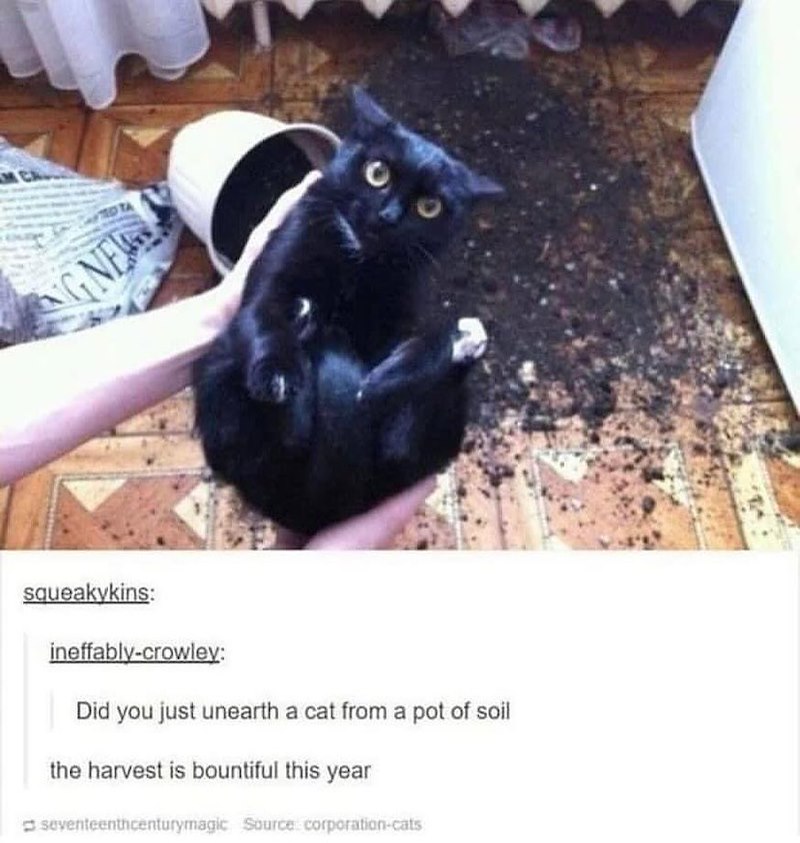 G NE OTA squeakykins: ineffably-crowley: Did you just unearth a cat from a pot of soil the harvest is bountiful this year seventeenthcenturymagic Source corporation-cats