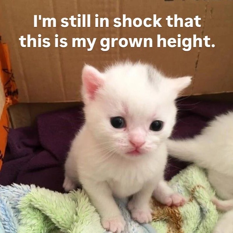 I'm still in shock that this is my grown height.