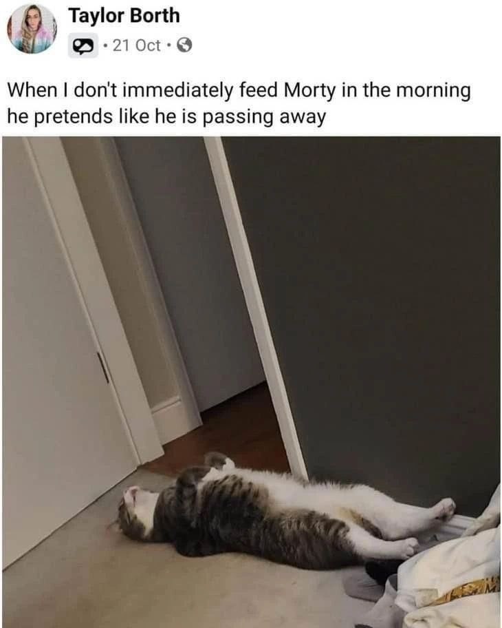 Taylor Borth ☑21 Oct. When I don't immediately feed Morty in the morning he pretends like he is passing away