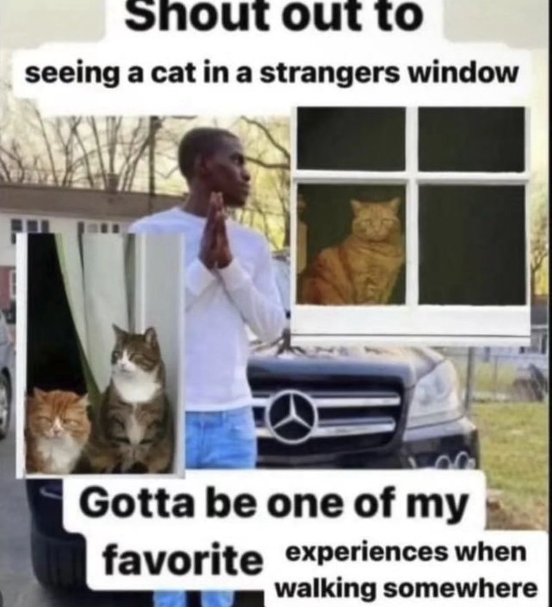 Shout out to seeing a cat in a strangers window Gotta be one of my favorite experiences when walking somewhere