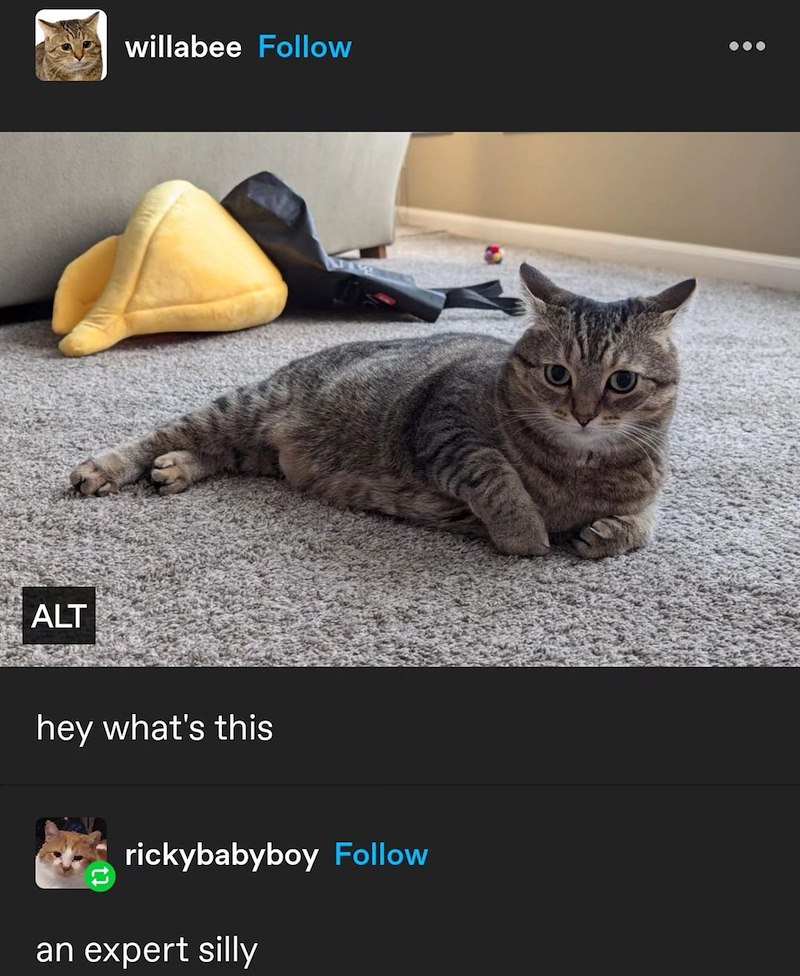 ALT willabee Follow hey what's this rickybabyboy Follow an expert silly
