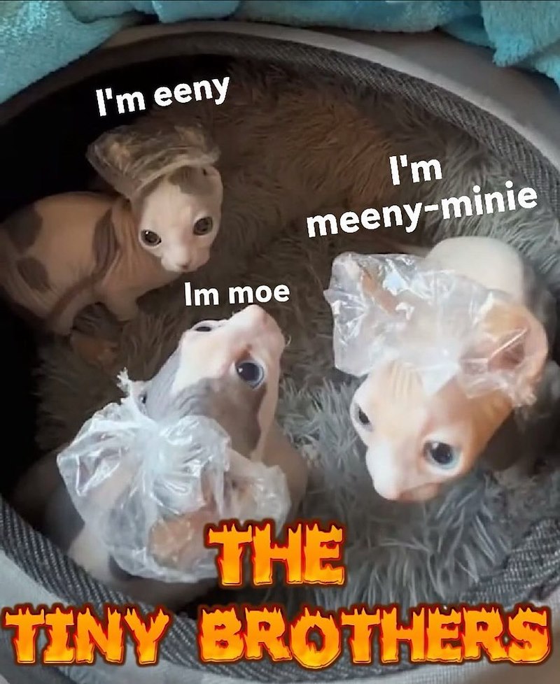 I'm eeny Im moe I'm meeny-minie THE TINY BROTHERS
