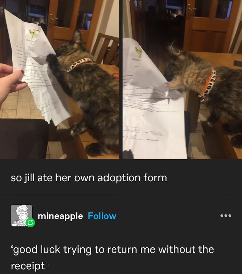 25 so jill ate her own adoption form mineapple Follow 'good luck trying to return me without the receipt