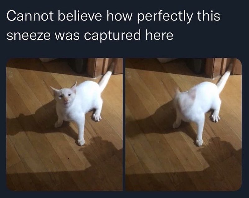 Cannot believe how perfectly this sneeze was captured here