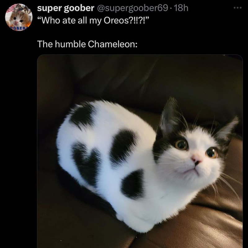 super goober @supergoober69.18h OBER "Who ate all my Oreos?!!?!" The humble Chameleon: