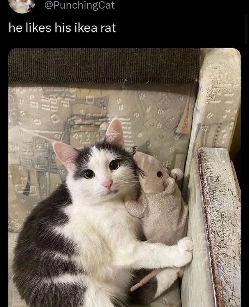 @PunchingCat he likes his ikea rat