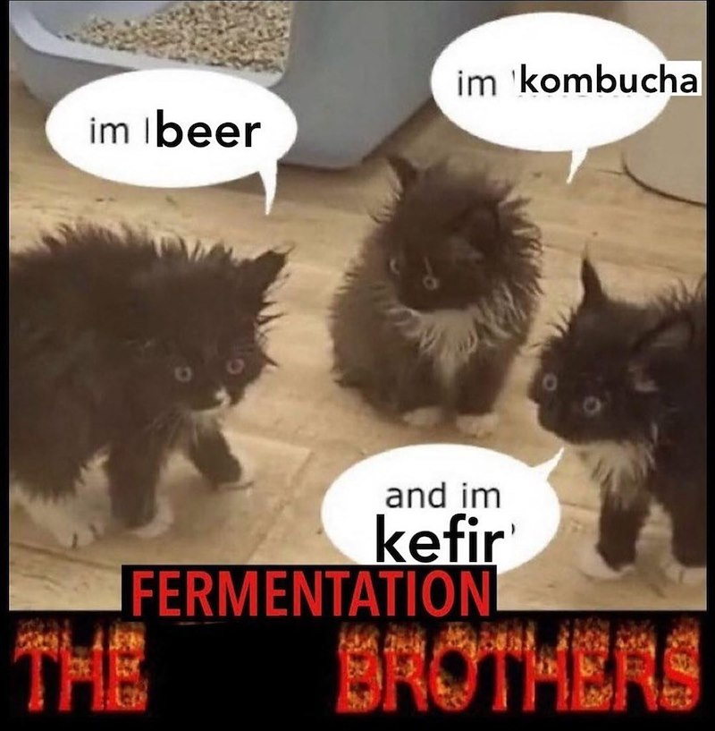 im Ibeer im kombucha THE and im kefir FERMENTATION BROTHERS