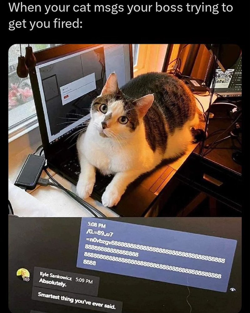 When your cat msgs your boss trying to get you fired: 10 5:08 PM /0.=89.u7 =n0vbzgv8888 8888888888 88888888 8888 Kyle Sankowicz 5:09 PM Absolutely. Smartest thing you've ever said. 8888