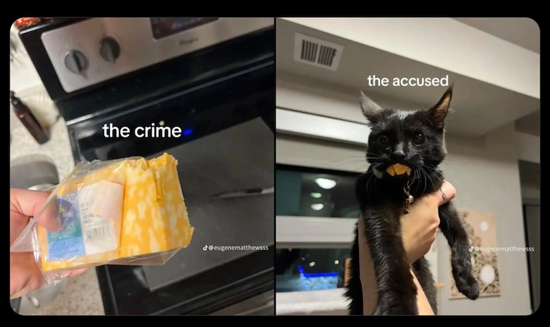the crime the accused Jeugenematthewsss Jeugenematthewsss