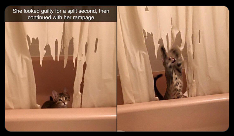 She looked guilty for a split second, then continued with her rampage