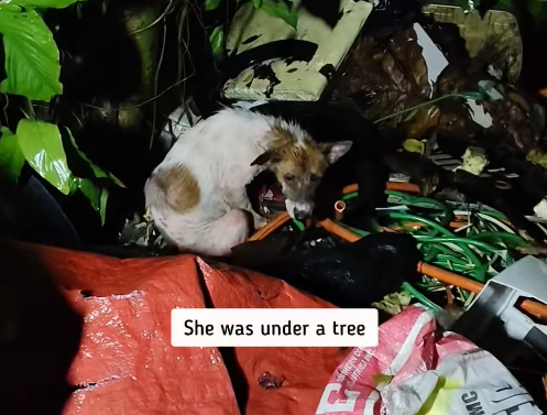 She was under a tree MC