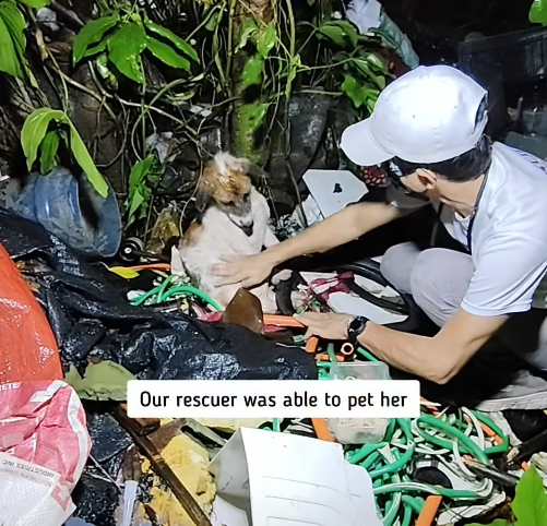 Our rescuer was able to pet her