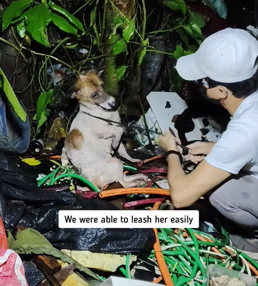 We were able to leash her easily