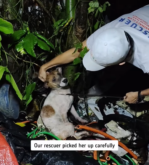 Our rescuer picked her up carefully PHILIPPINE ANIMALS CLUB RESCUE TEAM SCUER