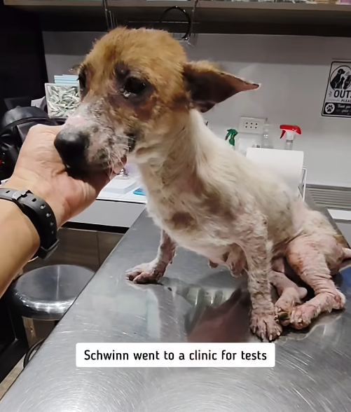 Schwinn went to a clinic for tests ® OUT PLEAS