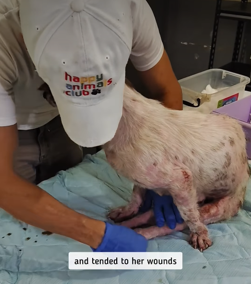 happy animas club and tended to her wounds