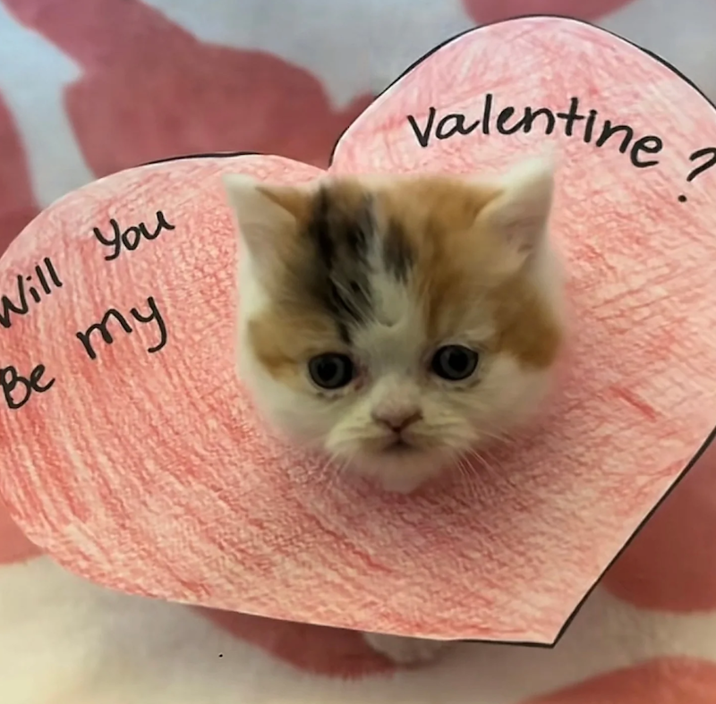 Vill You Be my Valentine