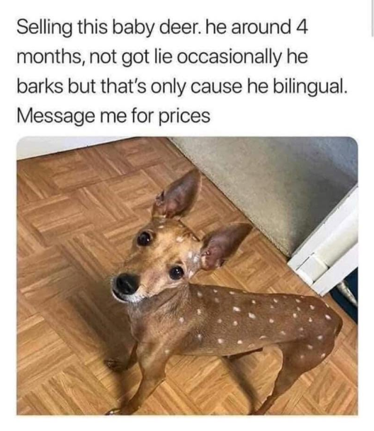 Selling this baby deer. he around 4 months, not got lie occasionally he barks but that's only cause he bilingual. Message me for prices