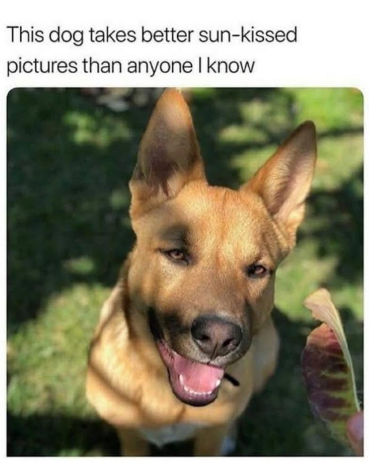 This dog takes better sun-kissed pictures than anyone I know
