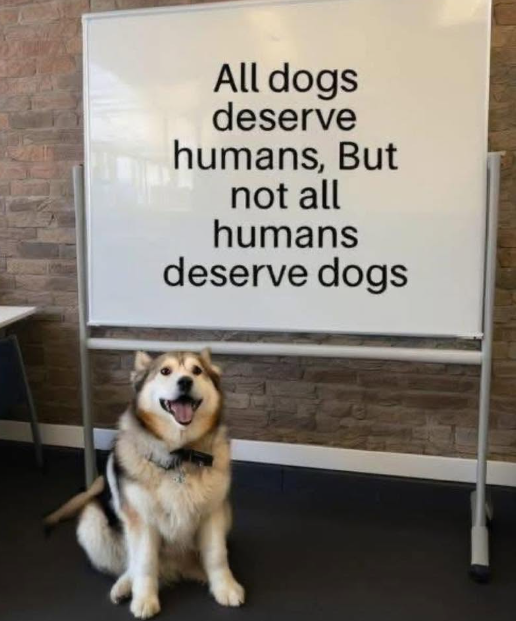 All dogs deserve humans, But not all humans deserve dogs