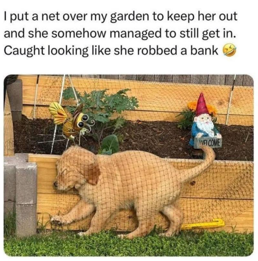 I put a net over my garden to keep her out and she somehow managed to still get in. Caught looking like she robbed a bank MFI COME