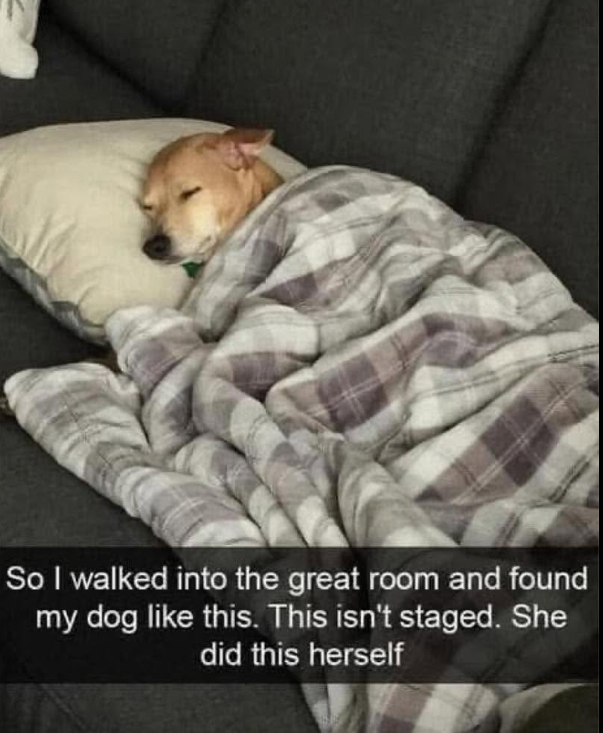 So I walked into the great room and found my dog like this. This isn't staged. She did this herself