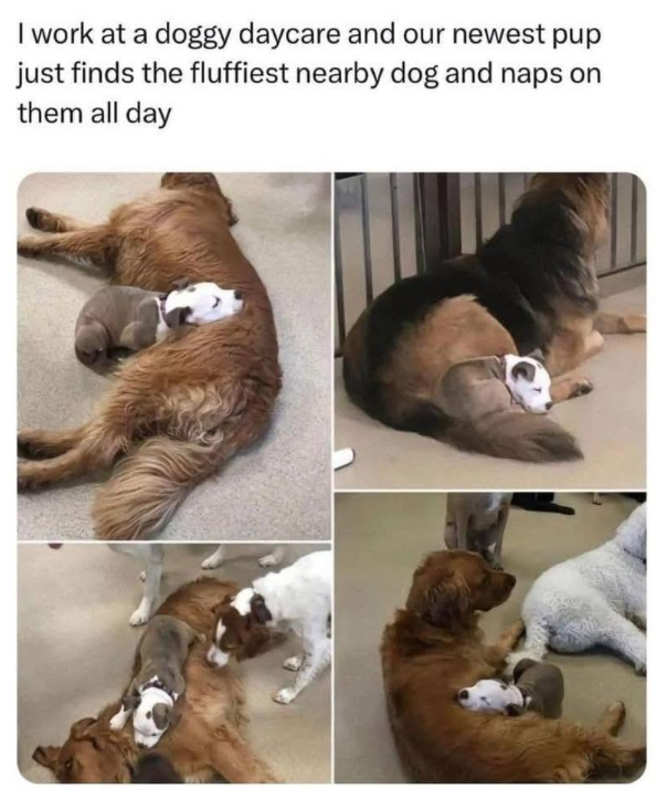 I work at a doggy daycare and our newest pup just finds the fluffiest nearby dog and naps on them all day