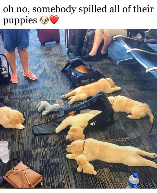 oh no, somebody spilled all of their puppies