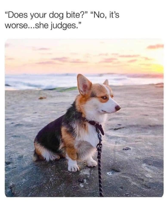 "Does your dog bite?" "No, it's worse...she judges."